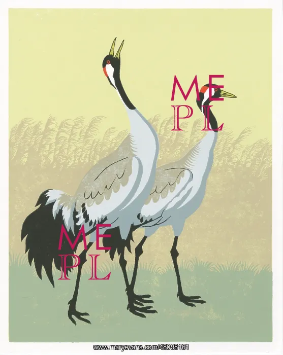 : Norfolk Cranes : Norfolk Cranes