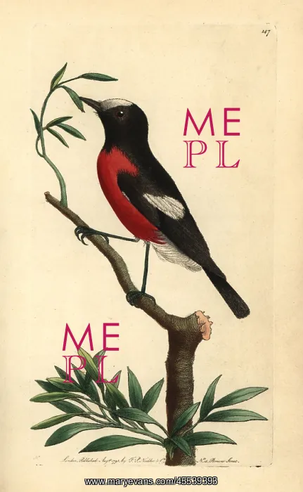 : Norfolk Island robin, Pacific robin, Petroica multicolor : Norfolk Island robin, Pacific robin, Petroica multicolor