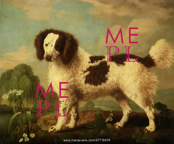  : Norfolk Spaniel, by Stubbs