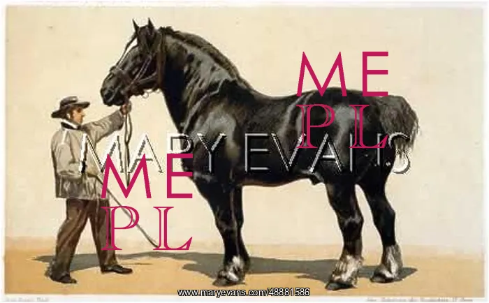 : NORFOLK STALLION : NORFOLK STALLION