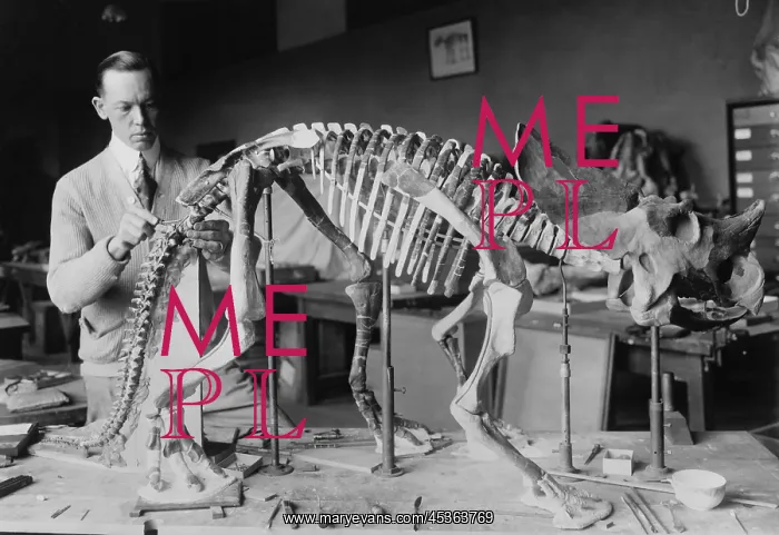 : Norman Ross, preparing a baby Brachyceratops skeleton : Norman Ross, preparing a baby Brachyceratops skeleton