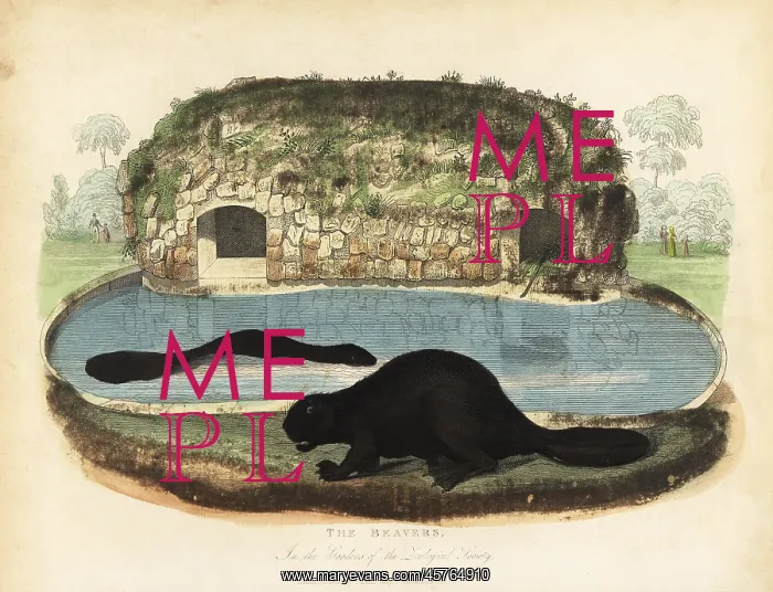 : North American beaver, Castor canadensis : North American beaver, Castor canadensis