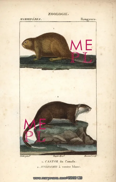 : North American beaver, Castor canadensis, and : North American beaver, Castor canadensis, and