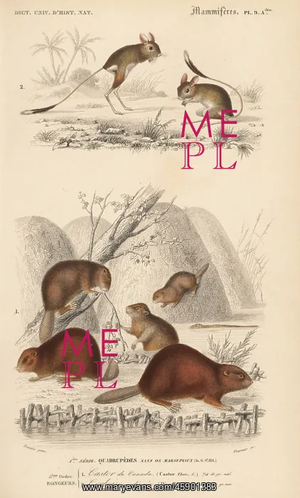 : North American beaver, Castor canadensis : North American beaver, Castor canadensis
