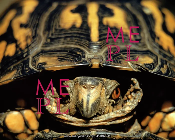  : North American Pond or Box Turtle