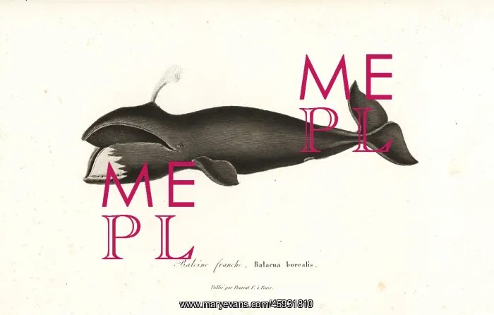 : North Atlantic right whale, Eubalaena glacialis : North Atlantic right whale, Eubalaena glacialis