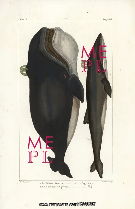 : North Atlantic right whale and fin whale, endangered species : North Atlantic right whale and fin whale, endangered species