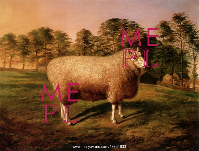  : North Country Cheviot Ram