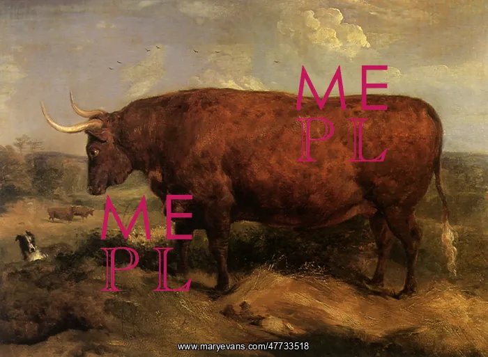  : North Devon Ox, by Landseer