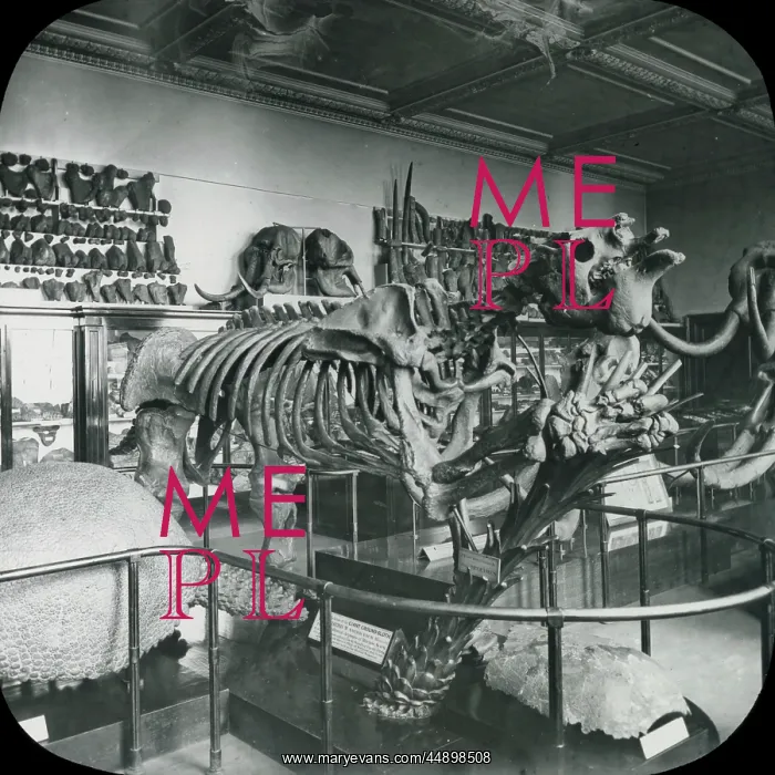 : North Geological Room - Megatherium : North Geological Room - Megatherium