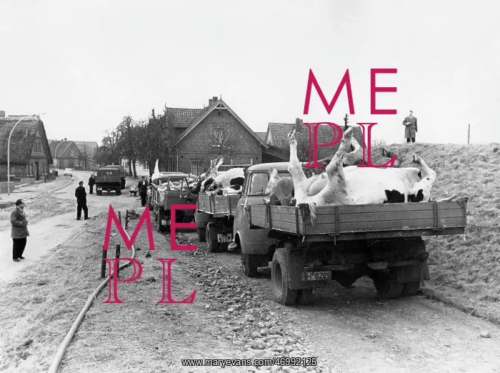 : The North Sea Flood Of 1962 : The North Sea Flood Of 1962