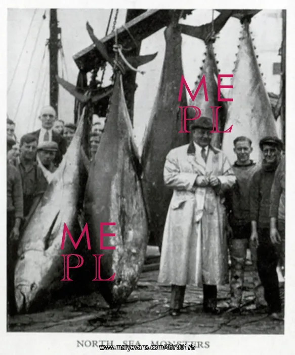 : North Sea tuna : North Sea tuna