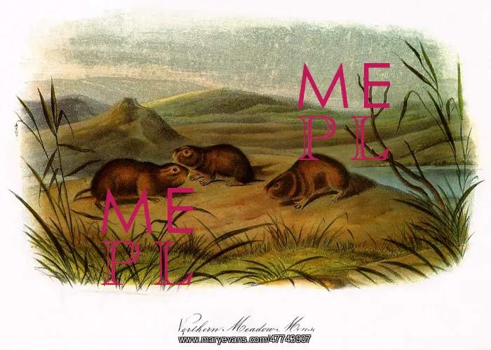  : Northen Meadow-Mice