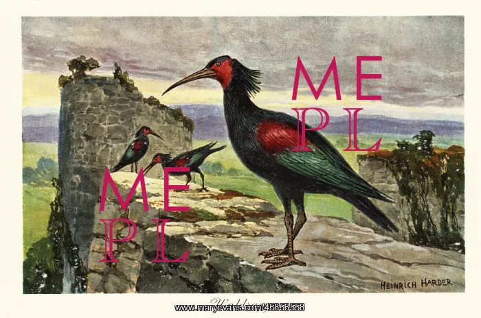 : Northern bald ibis, Geronticus eremita, endangered : Northern bald ibis, Geronticus eremita, endangered