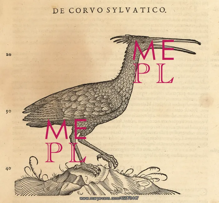 : Northern bald ibis, Geronticus eremita. Endangered : Northern bald ibis, Geronticus eremita. Endangered