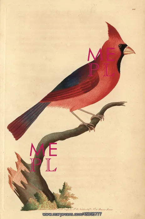 : Northern cardinal, Cardinalis cardinalis : Northern cardinal, Cardinalis cardinalis