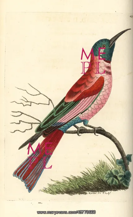 : Northern carmine bee-eater, Merops nubicus : Northern carmine bee-eater, Merops nubicus