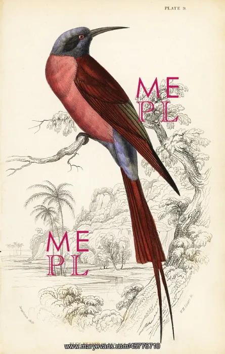 : Northern carmine bee-eater, Merops nubicus : Northern carmine bee-eater, Merops nubicus