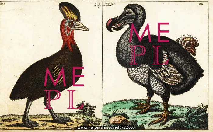 : Northern cassowary and extinct dodo : Northern cassowary and extinct dodo