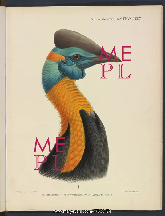 : Northern cassowary by JG Keulemans : Northern cassowary by JG Keulemans