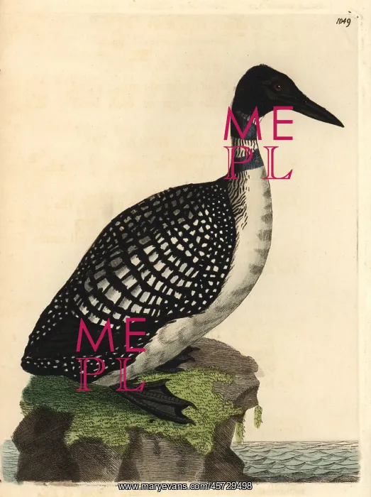 : Northern diver or loon, Colymbus glacialis : Northern diver or loon, Colymbus glacialis