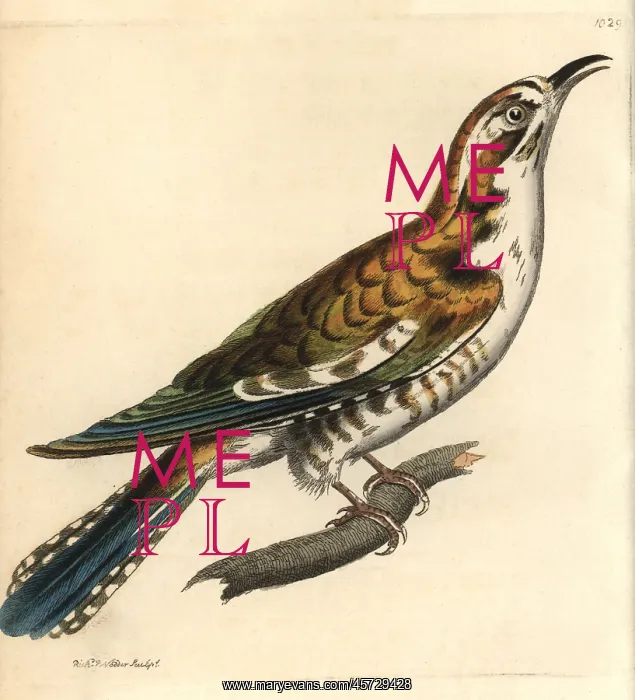  : Northern flicker, Colaptes auratus