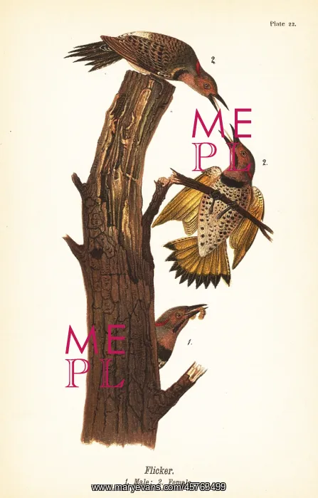 : Northern flicker, Colaptes auratus : Northern flicker, Colaptes auratus