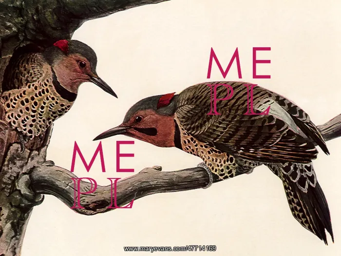  : Northern Flickers