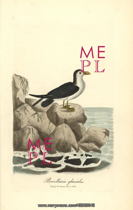 : Northern fulmar, Fulmarus glacialis : Northern fulmar, Fulmarus glacialis