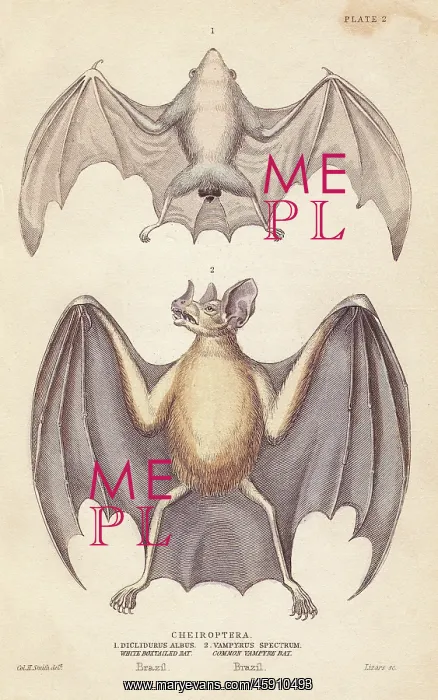 : Northern ghost bat and spectral bat : Northern ghost bat and spectral bat