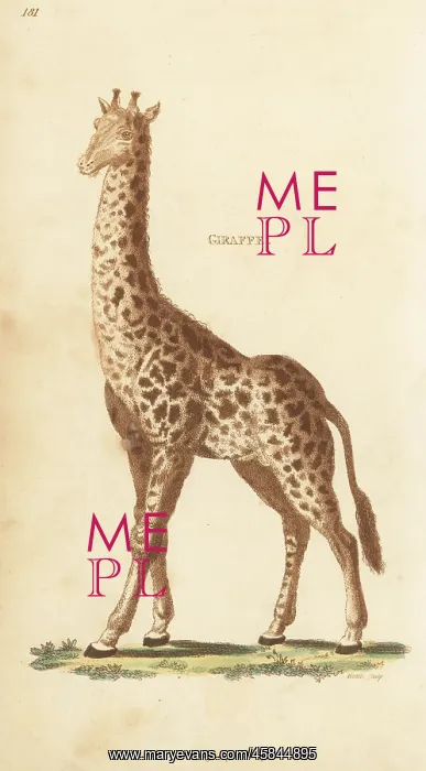 : Northern giraffe, Giraffa camelopardalis : Northern giraffe, Giraffa camelopardalis