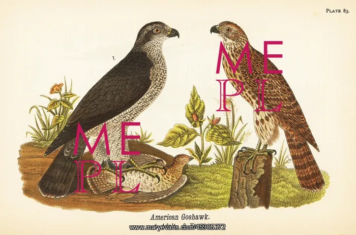 : Northern goshawk, Accipiter gentilis : Northern goshawk, Accipiter gentilis