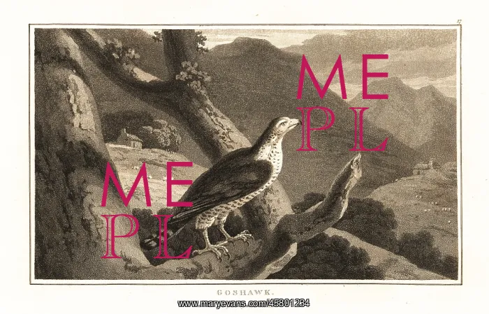 : Northern goshawk, Accipiter gentilis, perched in a tree : Northern goshawk, Accipiter gentilis, perched in a tree