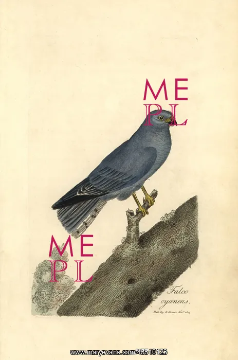 : Northern harrier or blue hawk, Circus cyaneus : Northern harrier or blue hawk, Circus cyaneus