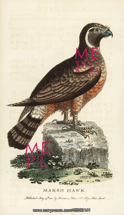 : Northern harrier, Circus cyaneus : Northern harrier, Circus cyaneus