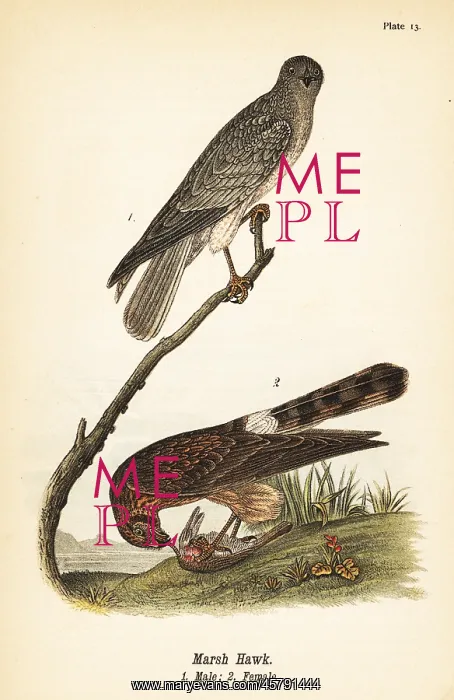 : Northern harrier, Circus hudsonius : Northern harrier, Circus hudsonius