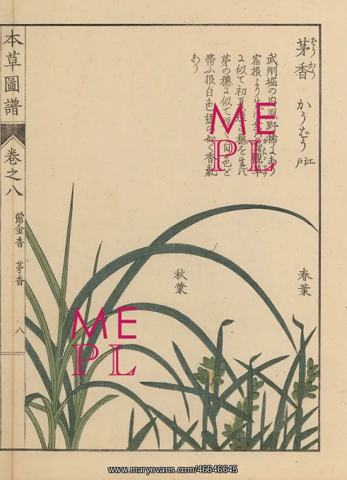 : Northern holy grass or sweet grass, Anthoxanthum nitens : Northern holy grass or sweet grass, Anthoxanthum nitens