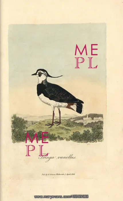 : Northern lapwing, Tringa vanellus, Vanellus vanellus : Northern lapwing, Tringa vanellus, Vanellus vanellus