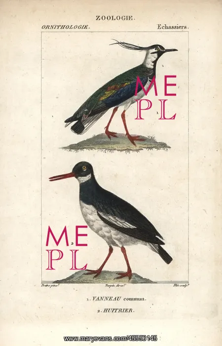  : Northern lapwing, Vanellus vanellus, and Eurasian