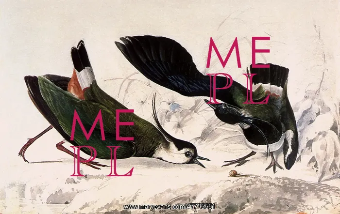  : Northern Lapwings, Vanellus vanellus