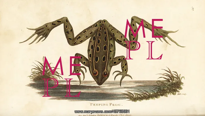 : Northern leopard frog, Lithobates pipiens : Northern leopard frog, Lithobates pipiens