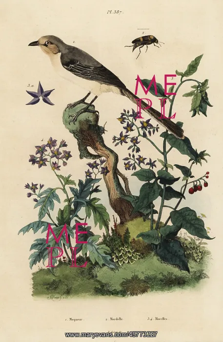 : Northern mockingbird, nightshades and beetle : Northern mockingbird, nightshades and beetle