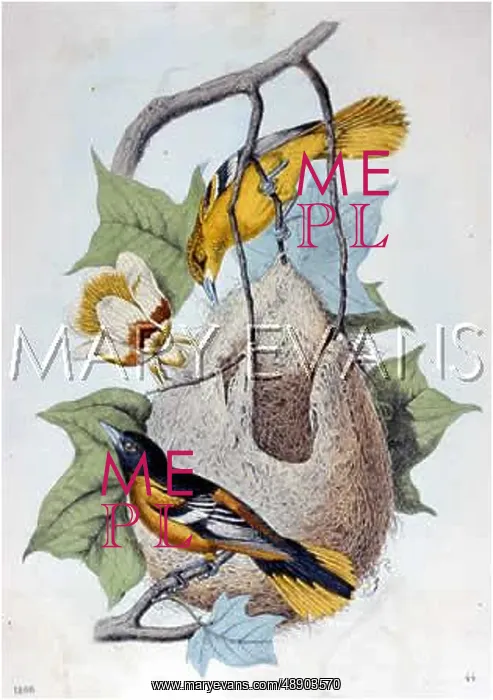 : NORTHERN ORIOLE : NORTHERN ORIOLE