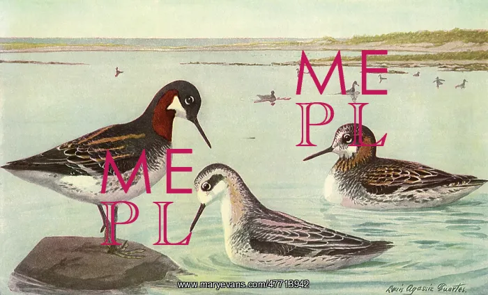  : Northern Phalarope