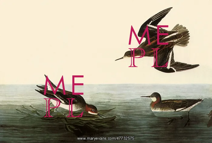  : Northern Phalaropes