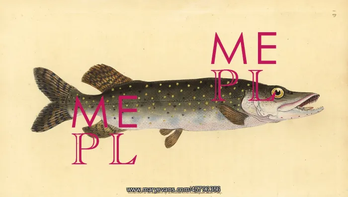 : Northern pike, Esox lucius : Northern pike, Esox lucius
