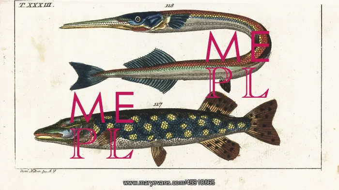: Northern pike and garfish : Northern pike and garfish