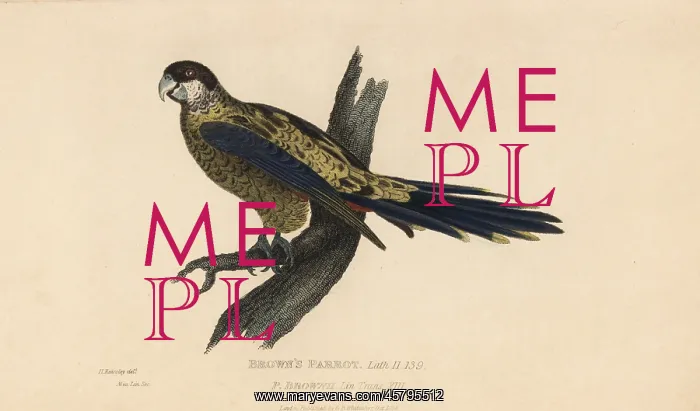 : Northern rosella, Platycercus venustus : Northern rosella, Platycercus venustus