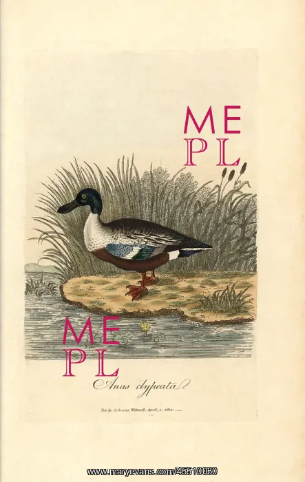 : Northern shoveler, Anas clypeata : Northern shoveler, Anas clypeata