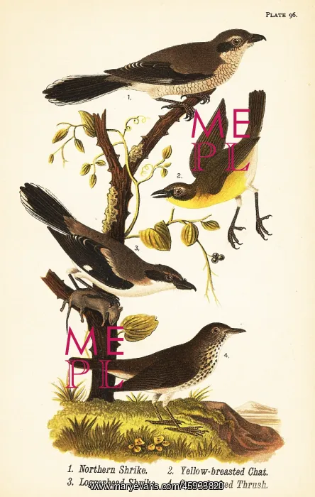 : Northern shrike, yellow-breasted chat, loggerhead : Northern shrike, yellow-breasted chat, loggerhead